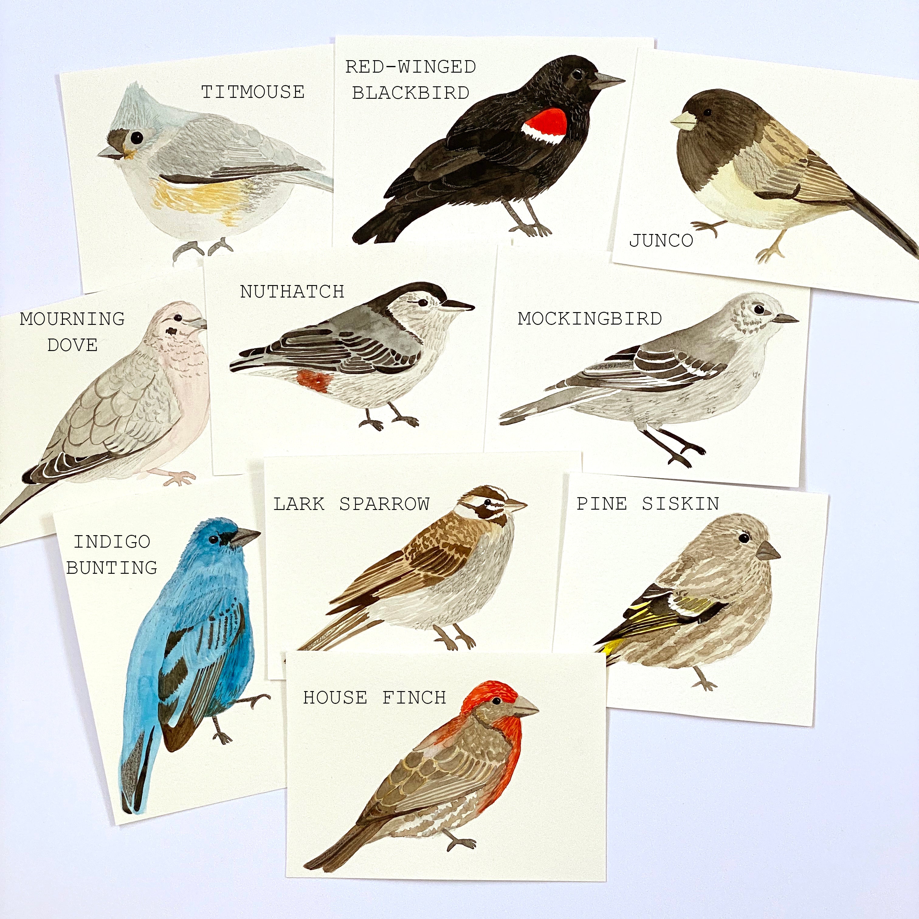 American Birds - Original 10x15cm Watercolour Paintings - By Sarah Frances - Sarah Frances 