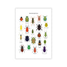British Beetles Art Print - Sarah Frances 