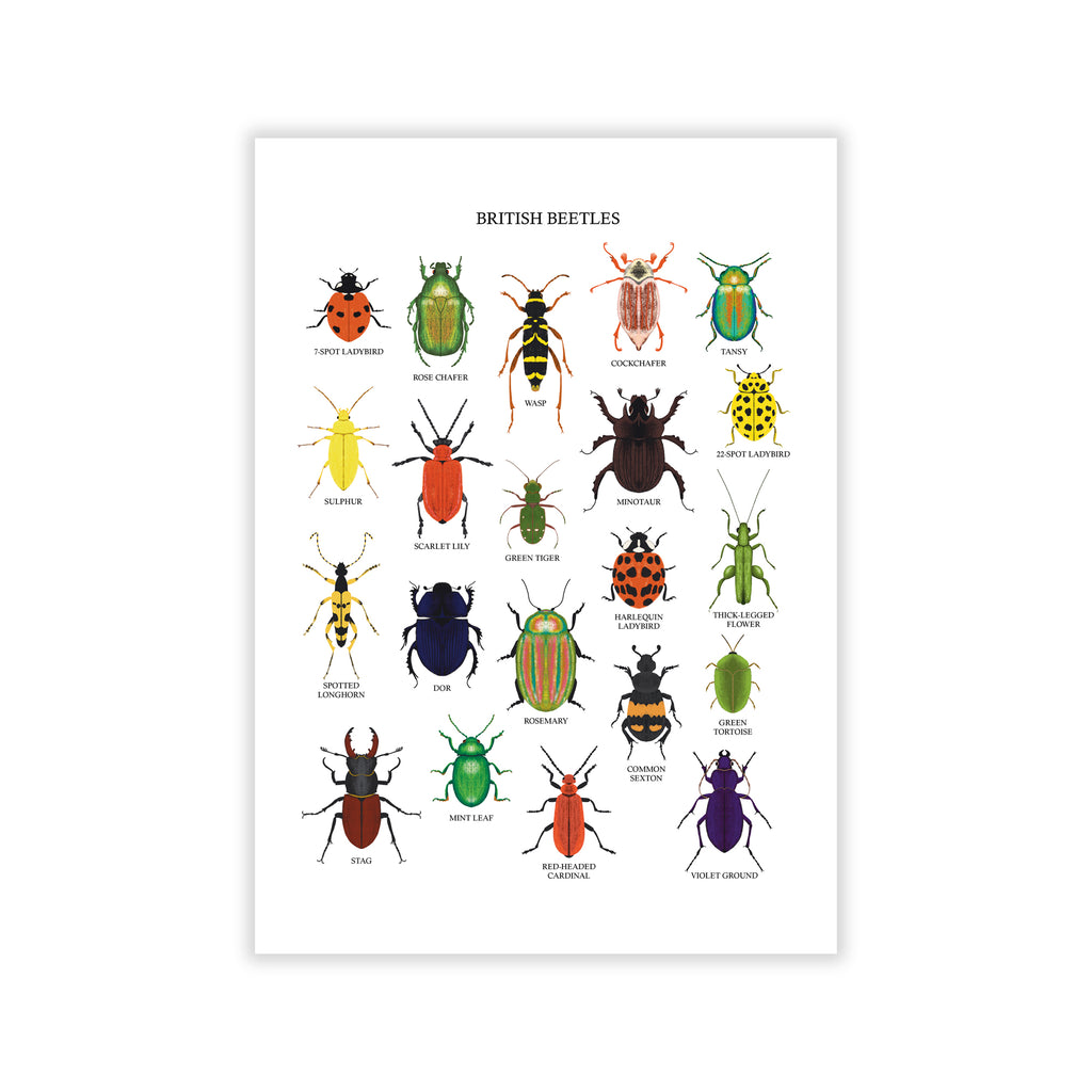British Beetles Art Print - Sarah Frances 