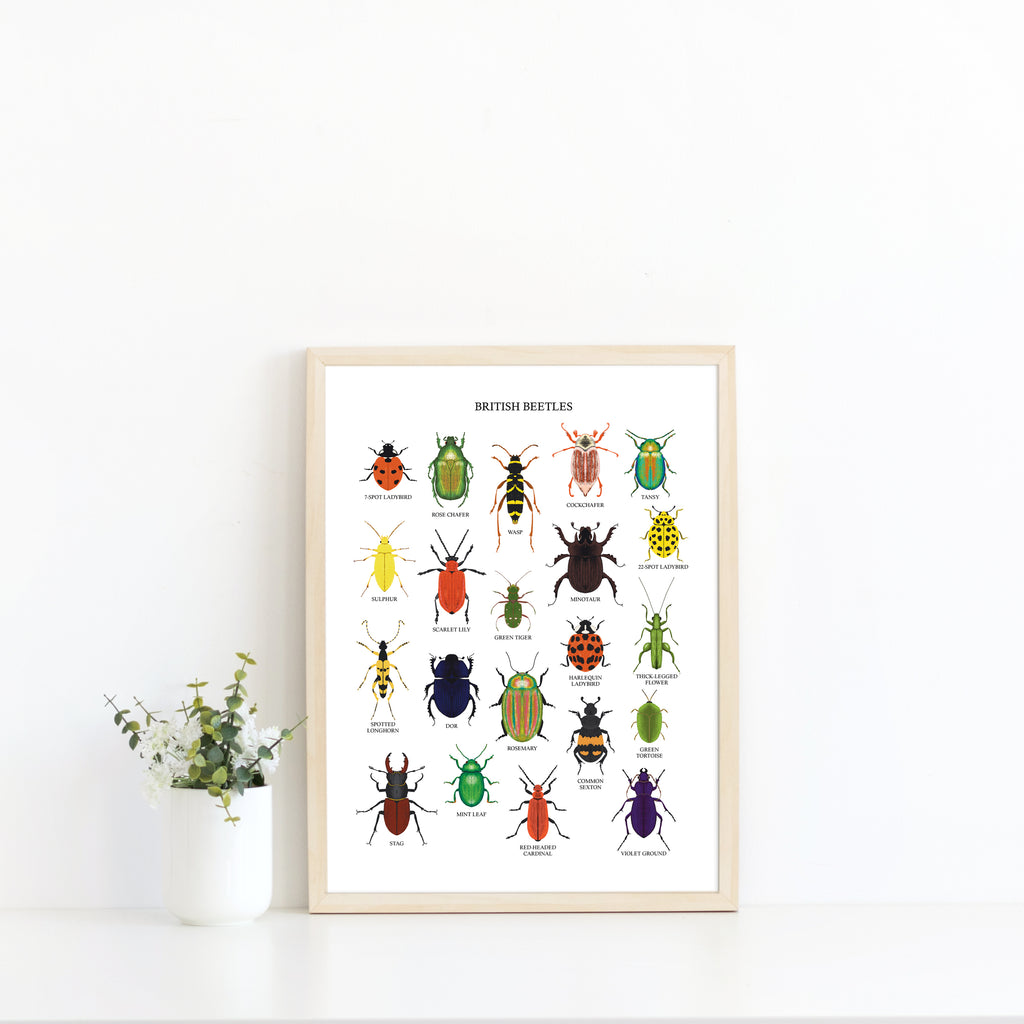 British Beetles Art Print - Sarah Frances 